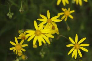 wild Blumen im das Herbst foto