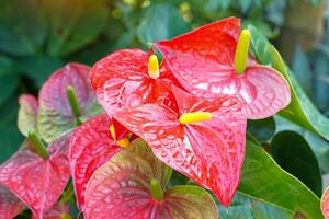 Rote Anthuriumblumen im Garten werden üblicherweise als Zierpflanzen und Schnittblumen angebaut. weicher und selektiver Fokus. foto