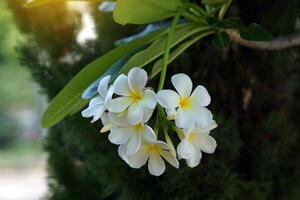 Plumeria, weiß. allgemein bekannt als Plumeria, Frangipani, Tempelbaum. Die Blüten duften und sind Heilkräuter, die in Kombination mit Betelnuss verwendet werden. es wird als Mittel gegen Fieber und Malaria verwendet. foto