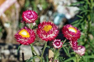 Stroh Blume das Natur von das Blume ist kugelförmig. das Blütenblätter sind Gelb Orange, gestapelt zusammen. Dort sind dekorativ Streifen von Weiss, Gelb, orange, Rot, Rosa und kastanienbraun. foto