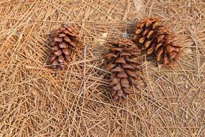 getrocknet Früchte von Pinus letzteri Mason auf das Hintergrund von trocken Blätter. das Obst ist namens ein Kegel. es ist ein lange Kegel mit Waage Umgebung Es. wann reifen es ist Grün und braun. foto