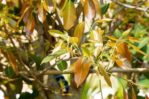 jung Blätter von Ficus lacor buch sind einzel, ovalförmig, spitz beim das Spitze. das Blätter sind rot und haben rot Hüllen Abdeckung Sie im das früh Stufen. foto