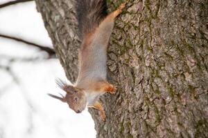 Nahansicht Schuss von das rot Eichhörnchen foto