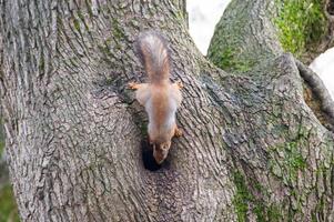 Nahansicht Schuss von das rot Eichhörnchen foto