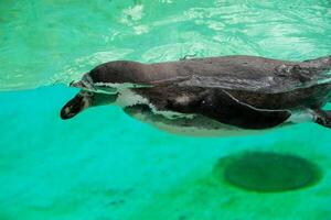 schön Schwimmen Siegel beim unter Wasser im das Zoo. foto