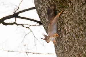 Nahansicht Schuss von das rot Eichhörnchen foto