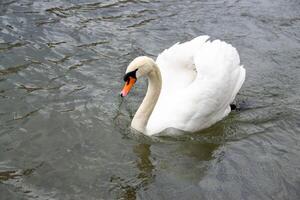 schön Weiß Schwäne Paar schließen oben auf das Teich Wasser. foto