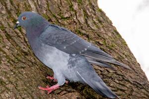 Nahansicht von schön Taube im das Park, selektiv Fokus. foto