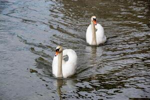 schön Weiß Schwäne Paar schließen oben auf das Teich Wasser. foto