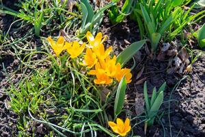 Gelb Blühen Krokusse Blumen, Frühling Blumen wachsend im Garten foto