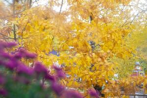 Strauß von rot Chrysanthemen auf ein Weiß Hintergrund isoliert foto