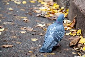 Nahansicht von schön Taube im das Park, selektiv Fokus. foto