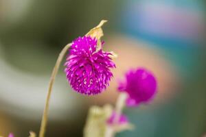 Strauß von rot Chrysanthemen auf ein Weiß Hintergrund isoliert foto