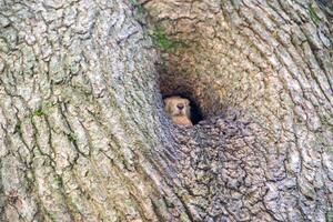 Nahansicht Schuss von das rot Eichhörnchen foto