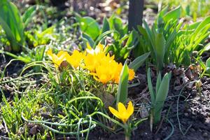 Gelb Blühen Krokusse Blumen, Frühling Blumen wachsend im Garten foto