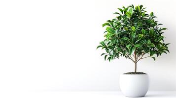 Zimmerpflanze Ficus im ein Weiß Topf auf ein Weiß Hintergrund, Kopieren Raum. foto