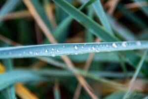 mit Stroh gedeckt Gras im Nahansicht Schuss und kreativ Layout gemacht von Grün Blätter. foto