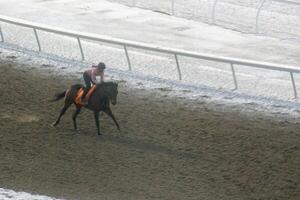 Rennen Pferd mit Jockeys auf das Zuhause gerade. Rasieren Wirkung. foto