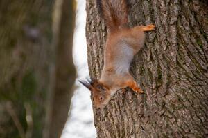 Nahansicht Schuss von das rot Eichhörnchen foto