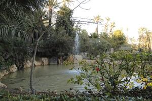 Brunnen im das Park, el Palmenhain, alicante foto