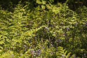 Farn und Blau Glocken im Wald foto