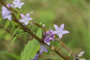 wilde Blumen blühen foto