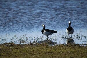 ein Paradies zum Vögel, das Dünen mit flach Seen, Vögel legen ihr Eier und finden Essen, vlieland, das Niederlande foto