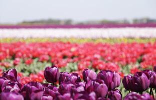 blühen zijpe Fall, wo Sie können nehmen ein gehen durch das Tulpen und andere Blume Birne Felder foto