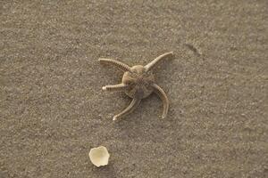 Seestern beim das Strand foto