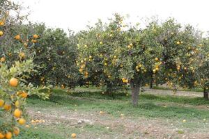 Gehen im das Zitrone Bäume Obstgarten foto