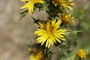 Gelb Distel im Natur foto