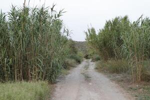 Pfad durch Schilf, Spanien foto