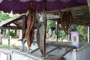 getrocknet Fisch, koh Samui Insel, Thailand foto