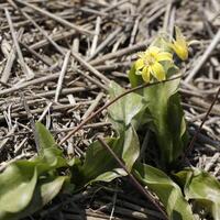 blühen zijpe Fall, wo Sie können nehmen ein gehen durch das Tulpen und andere Blume Birne Felder foto