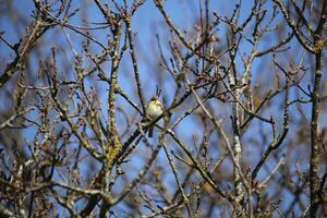 Migrant Vögel im ein Baum, Fauna im das Zwanenwasser Natur Reservieren im Norden Holland, das Niederlande. viele von anders Vögel zu sehen. foto