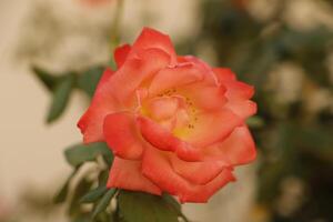 Orange Gelb Rose foto