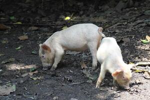 Schweine wie Haustiere foto