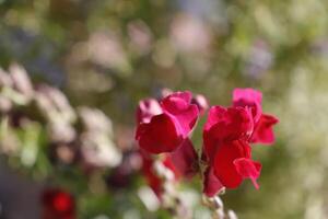 Löwenmaul bunt Blumen foto