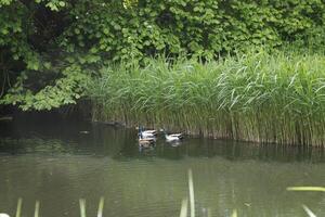 wild Enten Schwimmen im das Graben, Niederlande foto