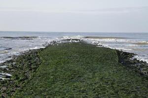 Wellenbrecher mit Algen, sint Maartenszee, das Niederlande foto