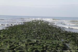 Wellenbrecher mit Algen, sint Maartenszee, das Niederlande foto