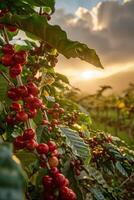 Kaffee Kirsche Bauernhof im Guatemala, landwirtschaftlich Landschaft foto