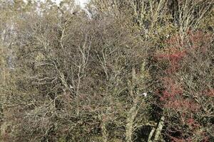 Herbst Farben, Niederlande foto