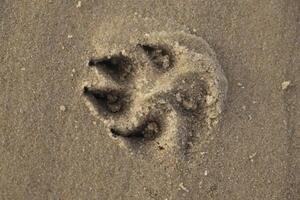 drucken im das Sand von ein Hunde Pfote foto