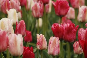 Frühling im das Niederlande, Blühen Tulpen foto