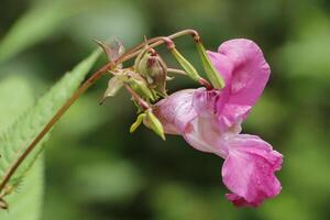 wild Blumen im das Herbst foto