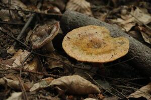 Pilz, Herbst, Wald, Europa foto