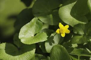 klein See im das Wald, anders Flora, Sumpf Ringelblume foto