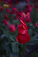 rot Welken Tulpen bedeckt mit Wasser Tropfen nach Regen foto