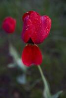rot Welken Tulpen bedeckt mit Wasser Tropfen nach Regen foto